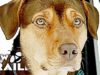 A DOG’S WAY HOME Trailer (2019) A Dogs Purpose Follow Up