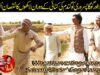 Wheat harvesting season | Saleem Albela and Goga Pasroori Funny Video