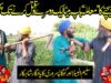 A great battle between father and son Saleem Albela and Goga Pasroori Funny Video