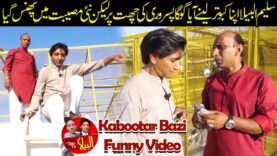 Saleem Albela came to Goga Pasroori to get his pigeon very funny video