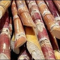 sugar cane