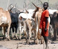 cattle sudan clashes