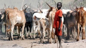 cattle sudan clashes