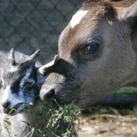 a cow and a goat