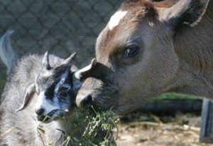 a cow and a goat