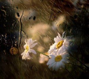 flower in rain