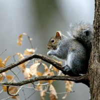 Pha e and a squirrel