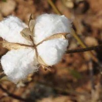 cotton prices