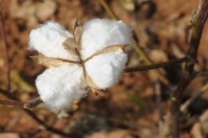 cotton prices