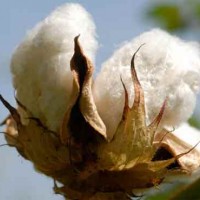 cotton production