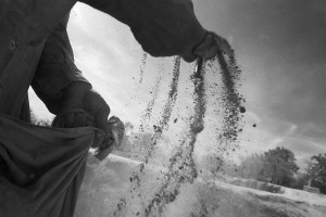 farmer spreading seeds