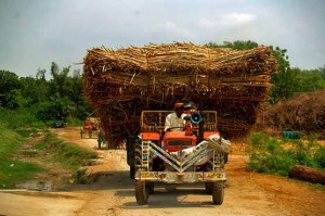 price of sugarcane