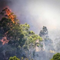 Australian Forests Fire