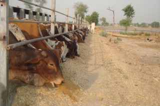 Livestock Market