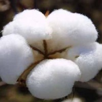 Cotton Prices