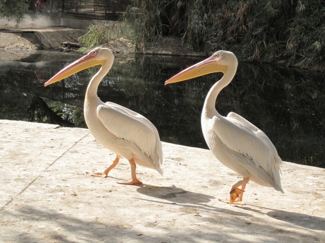 Karachi Zoo