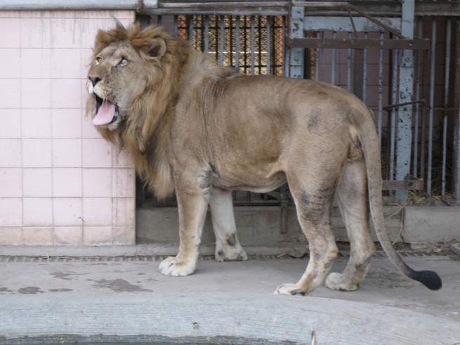 Karachi Zoo