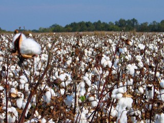 Cotton