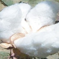 Cotton