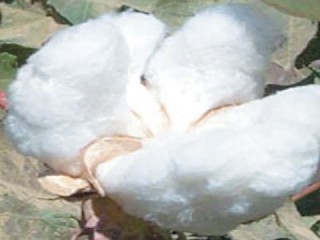 Cotton