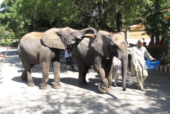 Karachi Zoo