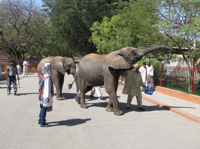 Karachi Zoo