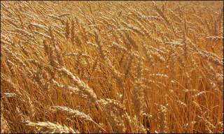 Karachi wheat