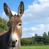 South Africa Donkey