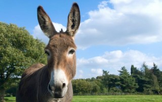 South Africa Donkey