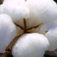 Cotton