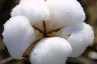 Cotton