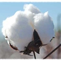 Cotton