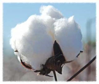 Cotton