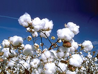 Cotton