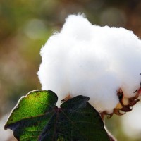 Cotton Cultivation