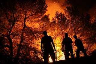 Forest Fire