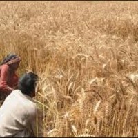 Wheat Harvest