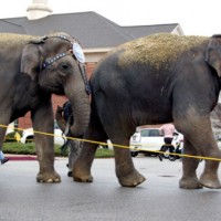 Columbia circus animals