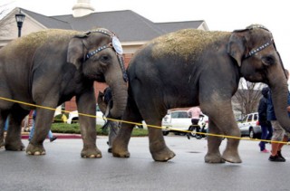 Columbia circus animals