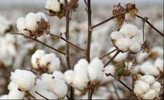 Cotton