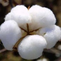 Cotton