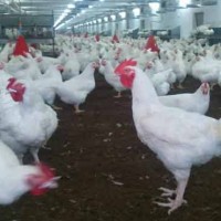 Karachi Poultry