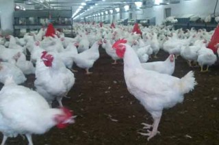 Karachi Poultry