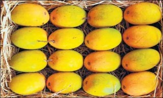 Mangoes Gift