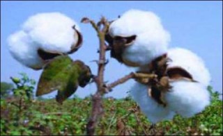 Cotton