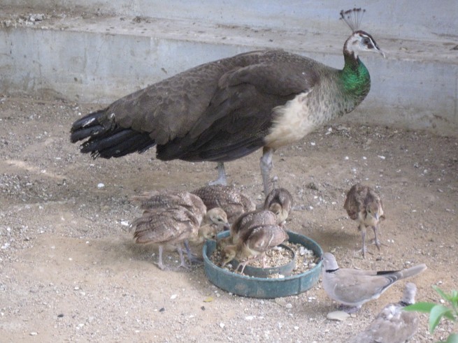 Karachi Zoo