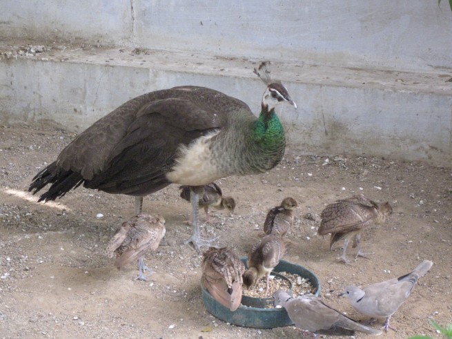 Karachi Zoo