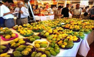 Mango exports