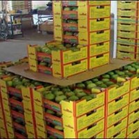 Mango Exports to Japan