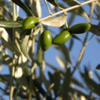 Olive cultivation